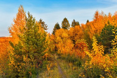Bir sonbahar gününde ormanda dar bir patika.