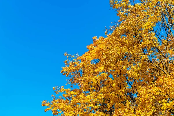 Maple branches with yellow leaves against the blue sky — Stock Photo, Image