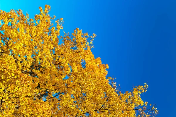 Maple branches with yellow leaves against the blue sky — Stock Photo, Image