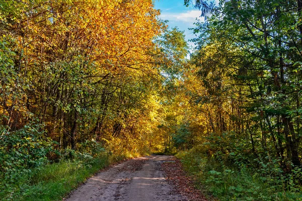 Paisaje rural con sendero en el bosque otoñal — Foto de Stock