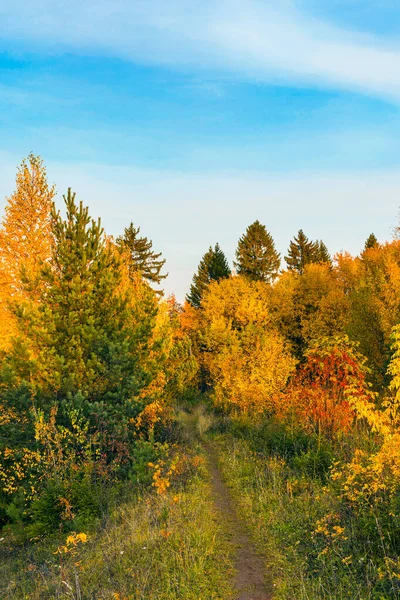 Smal stig i skogen en höstdag — Stockfoto