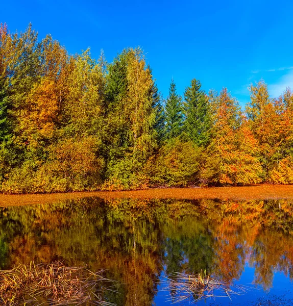 Lago y una arboleda reflejándose en aguas tranquilas en un día soleado de otoño — Foto de Stock