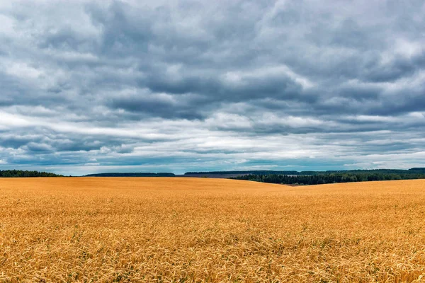 Campo de trigo amarillo maduro en un día nublado —  Fotos de Stock