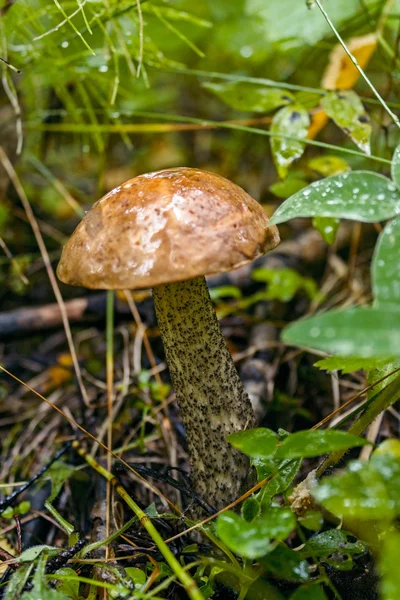 Brown cap boletus — Stock Photo, Image