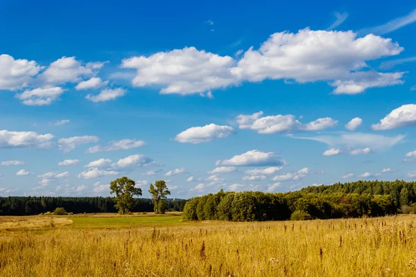 Campo amarillo —  Fotos de Stock