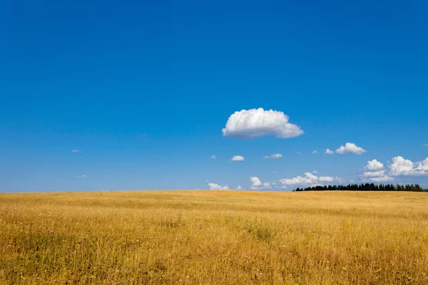 Sommerfeld — Stockfoto