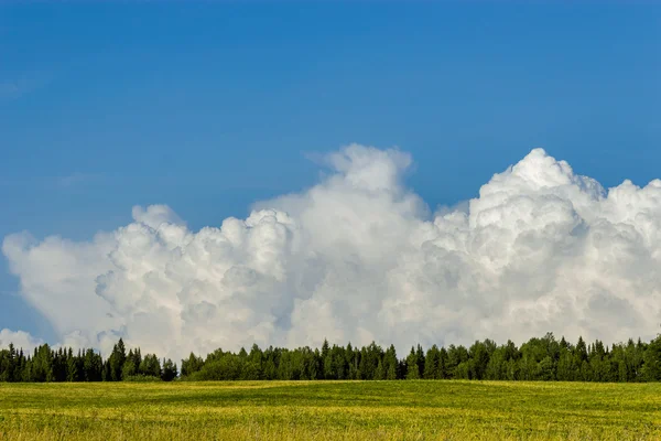 Summer field — Stock Photo, Image