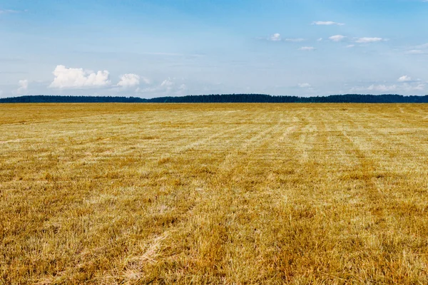 Gelbes Feld — Stockfoto