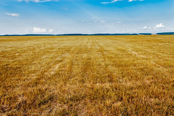 Campo amarillo — Foto de Stock