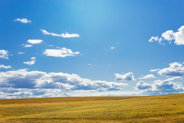 Campo amarillo — Foto de Stock