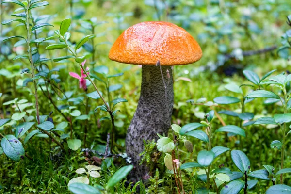 Orange cap boletus — Stock Photo, Image