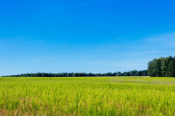 Campo de verano —  Fotos de Stock