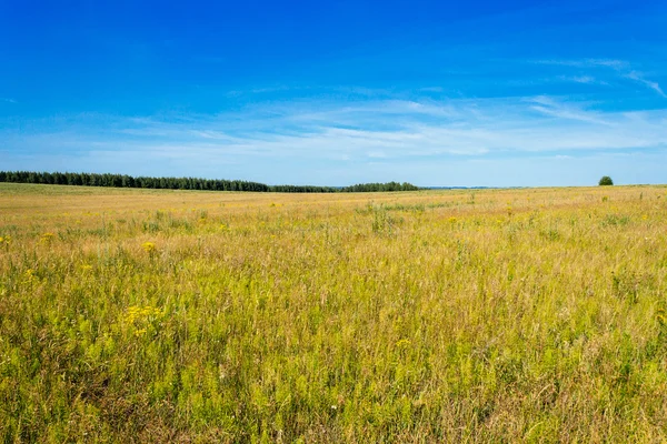 Summer field — Stock Photo, Image