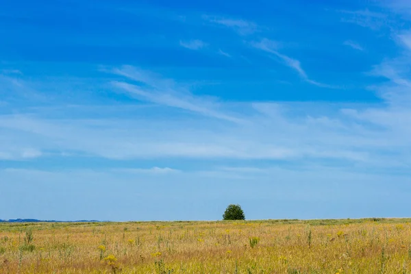 Summer field — Stock Photo, Image