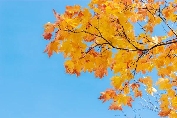 Maple leaves — Stock Photo, Image