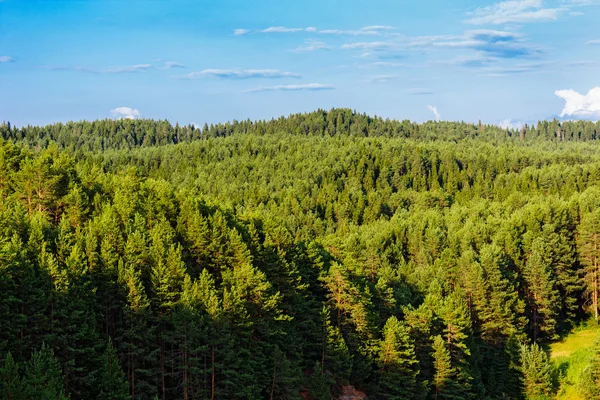 Forêt de taïga — Photo