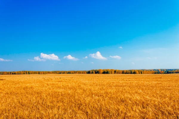 Rye field — Stock Photo, Image