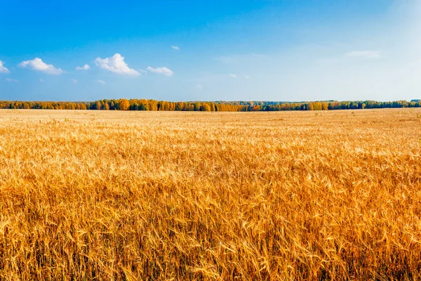 Rye field — Stock Photo, Image