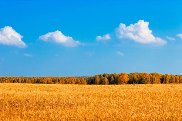 Campo de centeno — Foto de Stock