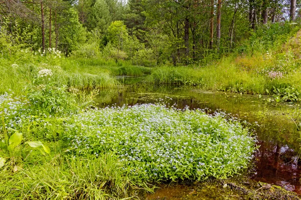 Stream in forest — Stock Photo, Image