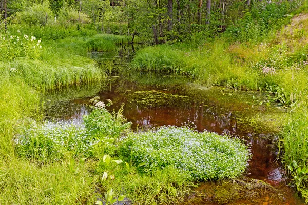 Stream nella foresta — Foto Stock