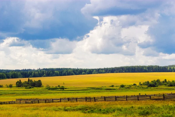 Summer field — Stock Photo, Image