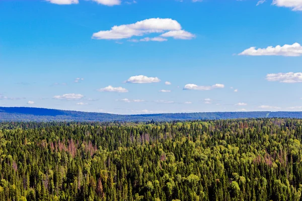 Wald von oben — Stockfoto