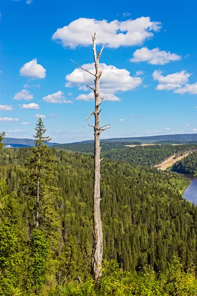 Mrtvý strom s cloud — Stock fotografie