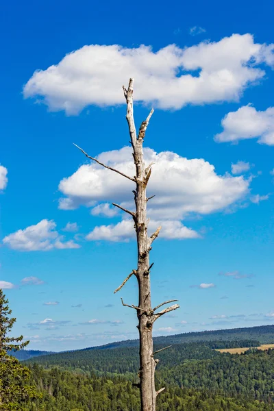 Dead tree with cloud — Stock Photo, Image