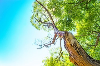 söğüt yaprakları