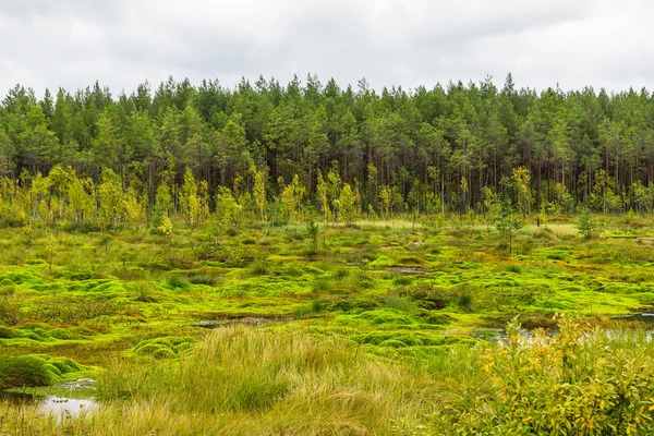 Sumpf und Wald — Stockfoto