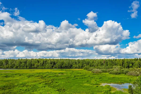 Träsket och skog — Stockfoto