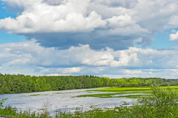 湿地と森林 — ストック写真