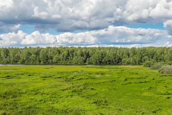 湿地と森林 — ストック写真