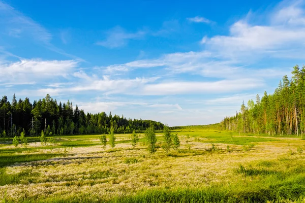 Palude e foresta — Foto Stock