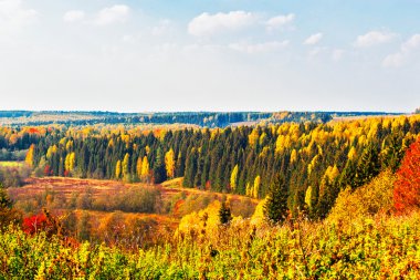 parlak sonbahar orman