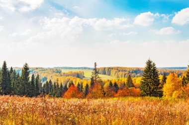 parlak sonbahar orman