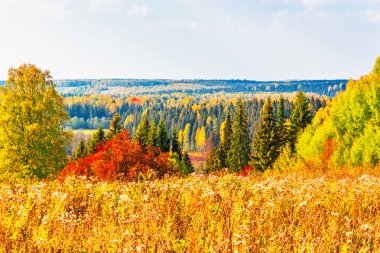 parlak sonbahar orman