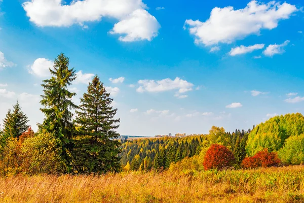 Heller Herbstwald — Stockfoto