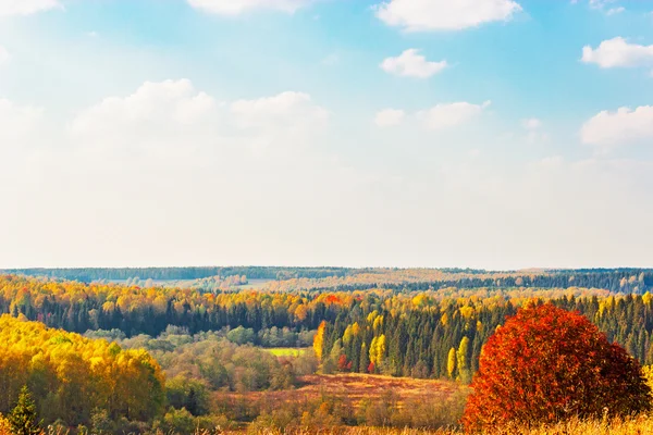 Světlé podzimní Les — Stock fotografie