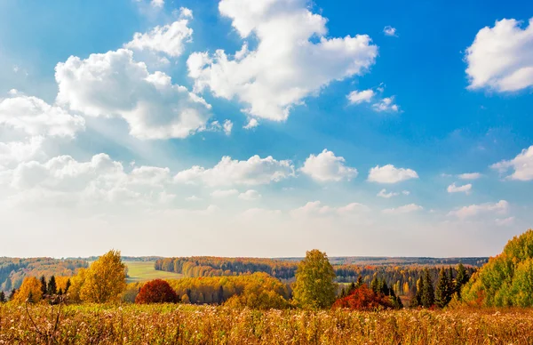 Bosque de otoño brillante — Foto de Stock