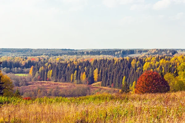 Heller Herbstwald — Stockfoto