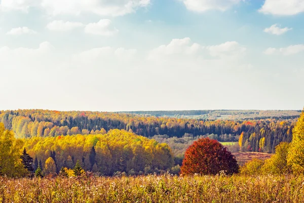 Bosque de otoño brillante —  Fotos de Stock