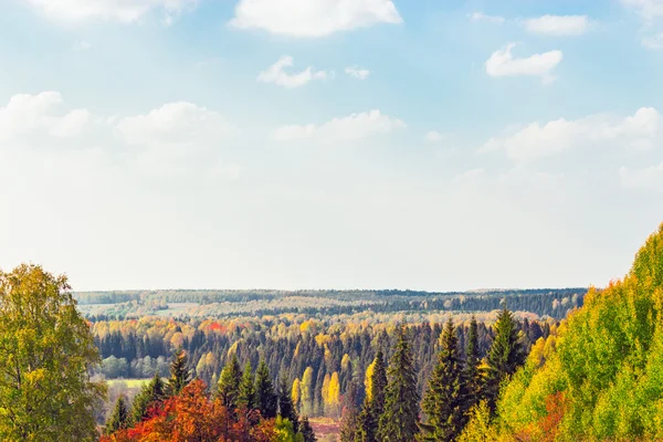 Bosque de otoño brillante — Foto de Stock