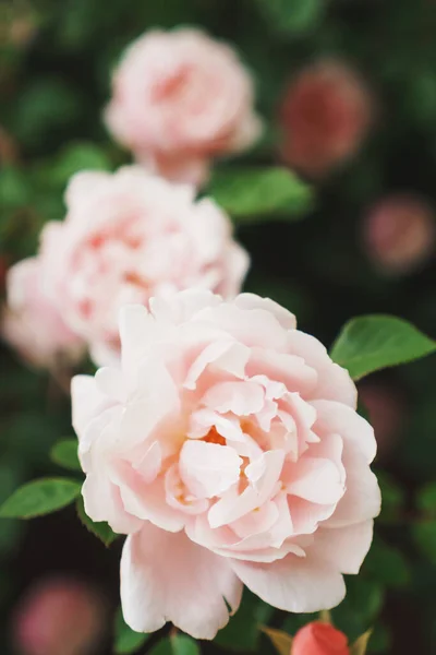 A bush with many small pink roses close-up in the garden. Pink rose bushes blooming on the road. A beautiful bouquet of roses. Care of garden rose bushes