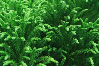 Green branches of a young thuja tree close-up in full screen. Macro