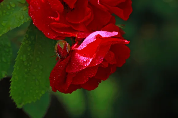 Vörös piros rózsa — Stock Fotó