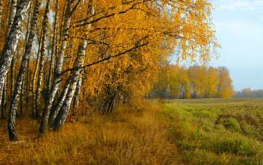 Sonbaharda orman yolu