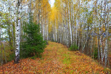 Sonbaharda orman yolu