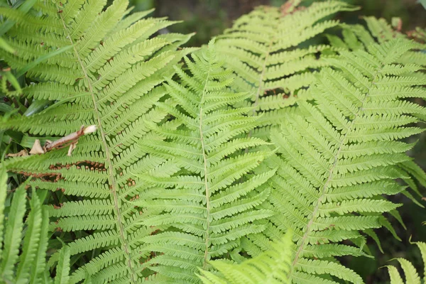 Fougère verte d'été — Photo